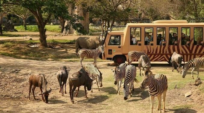 Dukung Konservasi, TSI Gelar Kontes Foto Satwa di Bali Safari Park