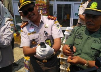 Penyelundupan Satwa Liar Dimobilisasi Pakai Keranjang Melalui Jalur Laut