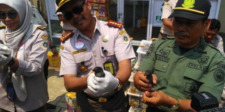Penyelundupan Satwa Liar Dimobilisasi Pakai Keranjang Melalui Jalur Laut