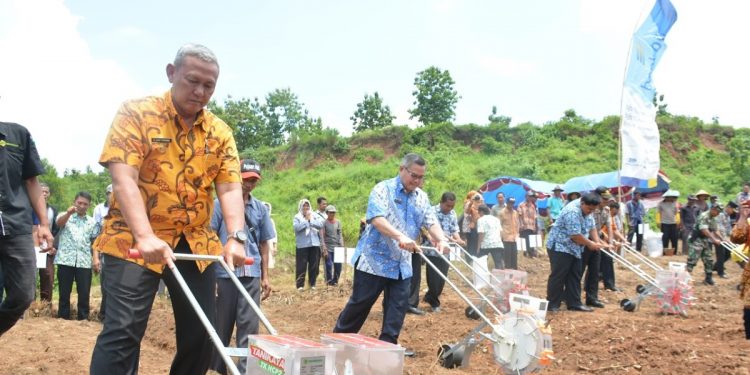 Rekayasa Lahan Marginal, Eks Galian Pasir Ditanami Kedelai