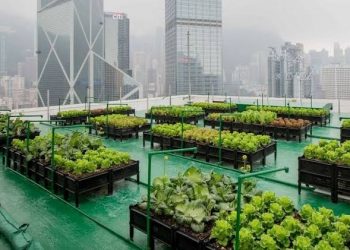 Tekan Polusi, Gerakan Penghijauan Jakarta Digencarkan Melalui Urban Farming