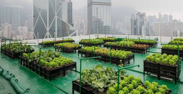 Tekan Polusi, Gerakan Penghijauan Jakarta Digencarkan Melalui Urban Farming