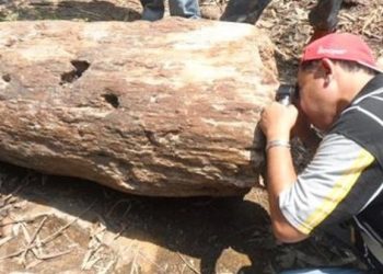 Indonesia Miliki Kekayaan Fosil Kayu, Sayangnya... 1
