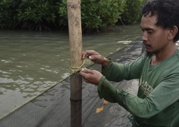Libatkan Masyarakat, Pertamina Lindungi Hutan Mangrove dari Tumpahan Minyak 1
