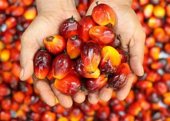 Dongkrak Harga CPO di Pasar Global, Indonesia Perkuat Hilirisasi