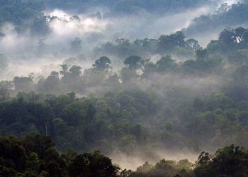 Pesona Hutan Halimun, Dingin dan Memukau