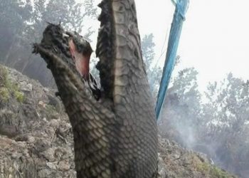 Tragis, ‘Anaconda Indonesia’ Ditemukan Mati di Areal Kebakaran Hutan