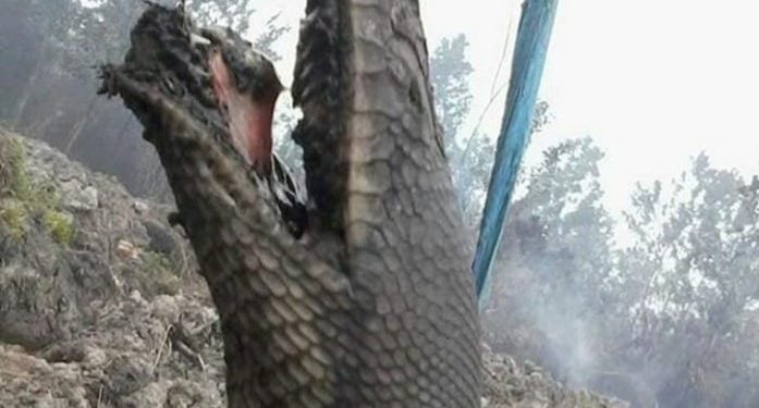 Tragis, 'Anaconda Indonesia' Ditemukan Mati di Areal Kebakaran Hutan 1 Tragis, ‘Anaconda Indonesia’ Ditemukan Mati di Areal Kebakaran Hutan