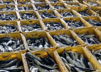 Indonesia Kembali Ekspor Ikan Senilai US$65.142 ke Vietnam