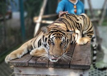 Diserang Virus, 86 Harimau Tak Bisa Diselamatkan