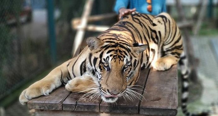 Diserang Virus, 86 Harimau Tak Bisa Diselamatkan
