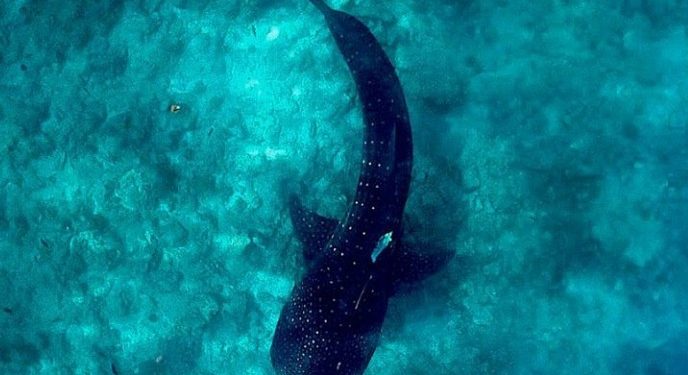Hiu Paus Terjebak di Kanal PLTU Paiton