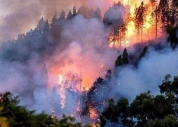 Tujuh Negara Sepakat Lindungi Hutan Amazon