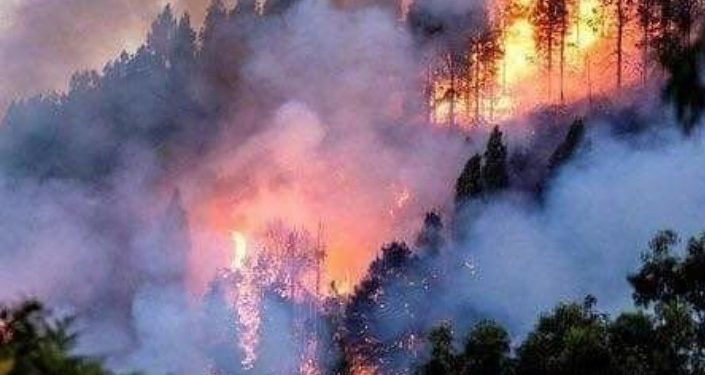 Tujuh Negara Sepakat Lindungi Hutan Amazon