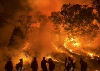 Karhutla di Indonesia, Jutaan Spesies Punah dan Tambah Pemanasan Global