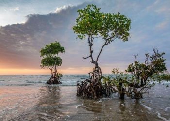 70 Persen Mangorove Rusak, Pesisir Kalsel Terancam Abrasi