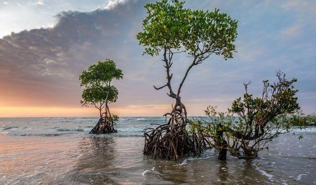 70 Persen Mangorove Rusak, Pesisir Kalsel Terancam Abrasi