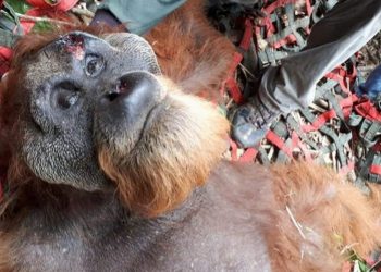 Ditemukan Terluka, Petugas Evakuasi Orang Utan Tapanuli