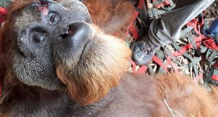 Ditemukan Terluka, Petugas Evakuasi Orang Utan Tapanuli 1 Ditemukan Terluka, Petugas Evakuasi Orang Utan Tapanuli
