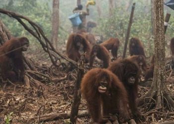 Indonesia Darurat Asap, Belasan Orang Utan Terserang ISPA