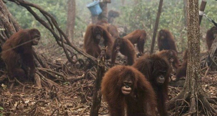 Indonesia Darurat Asap, Belasan Orang Utan Terserang ISPA