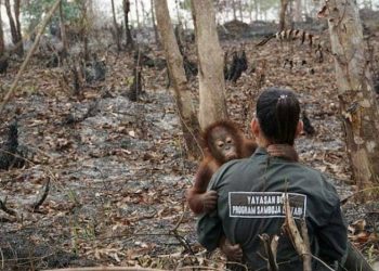 Indonesia Darurat Asap, Belasan Orang Utan Terserang ISPA