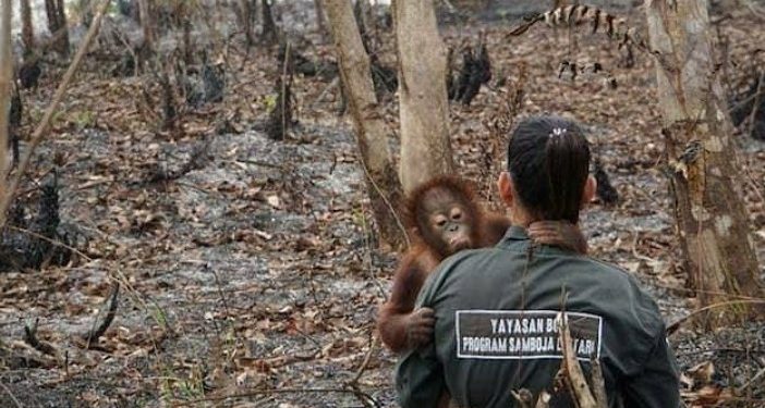 Indonesia Darurat Asap, Belasan Orang Utan Terserang ISPA