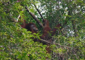 Kawasan Konservasi Terbakar, 355 Orang Utan Terancam