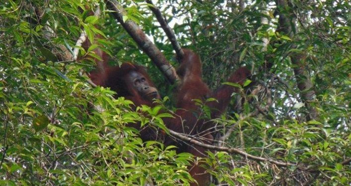 Kawasan Konservasi Terbakar, 355 Orang Utan Terancam