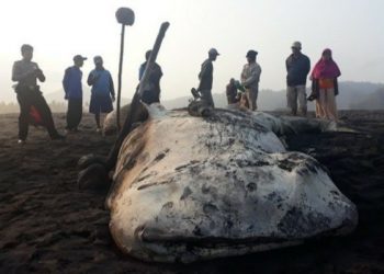 LIPI : Perubahan Iklim Ancam Kepunahan Hewan Laut