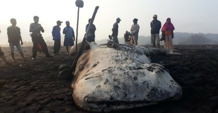 LIPI : Perubahan Iklim Ancam Kepunahan Hewan Laut
