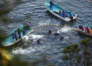 Aktivis Tentang Perburuan Lumba-lumba di Teluk Taiji Jepang