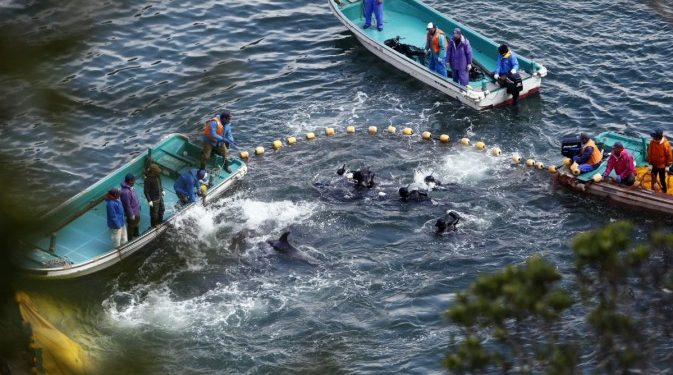 Aktivis Tentang Perburuan Lumba-lumba di Teluk Taiji Jepang
