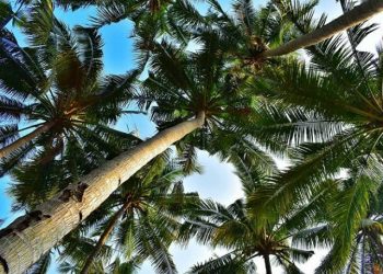 55 Ton Kelapa dari Sumut Diekspor ke Thailand