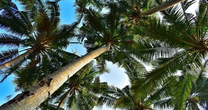 55 Ton Kelapa dari Sumut Diekspor ke Thailand