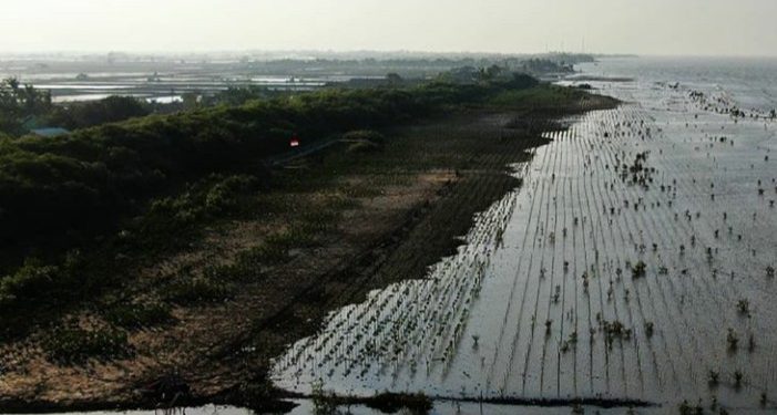 Dampak Lingkungan Tumpahan Minyak Pertamina Belum Ditangani