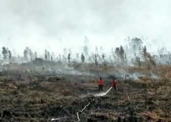 Pemerintah Indonesia Tutup 52 Area Konsesi Perusahaan Penyebab Karhutla