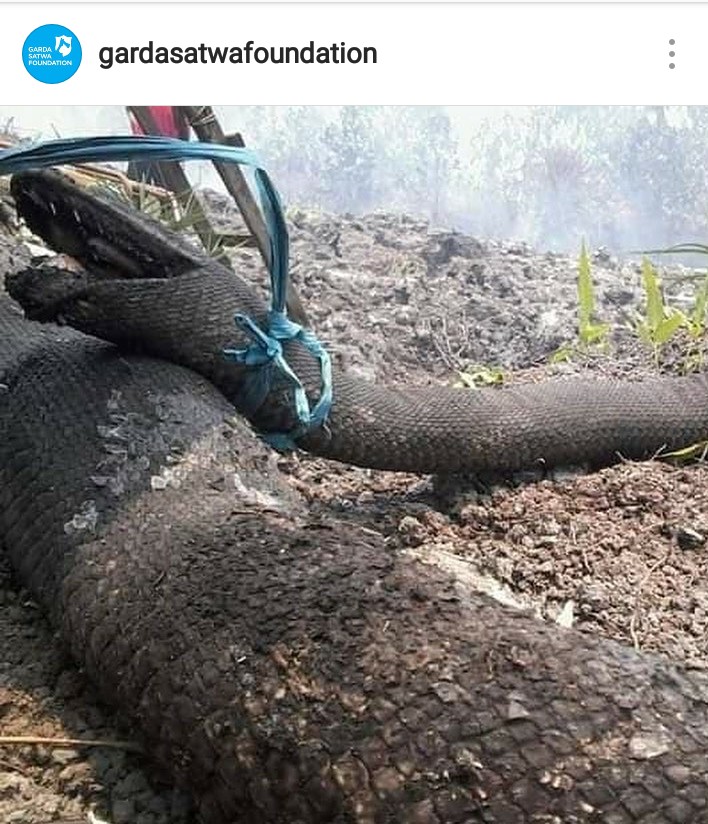 Tragis, 'Anaconda Indonesia' Ditemukan Mati di Areal Kebakaran Hutan 3