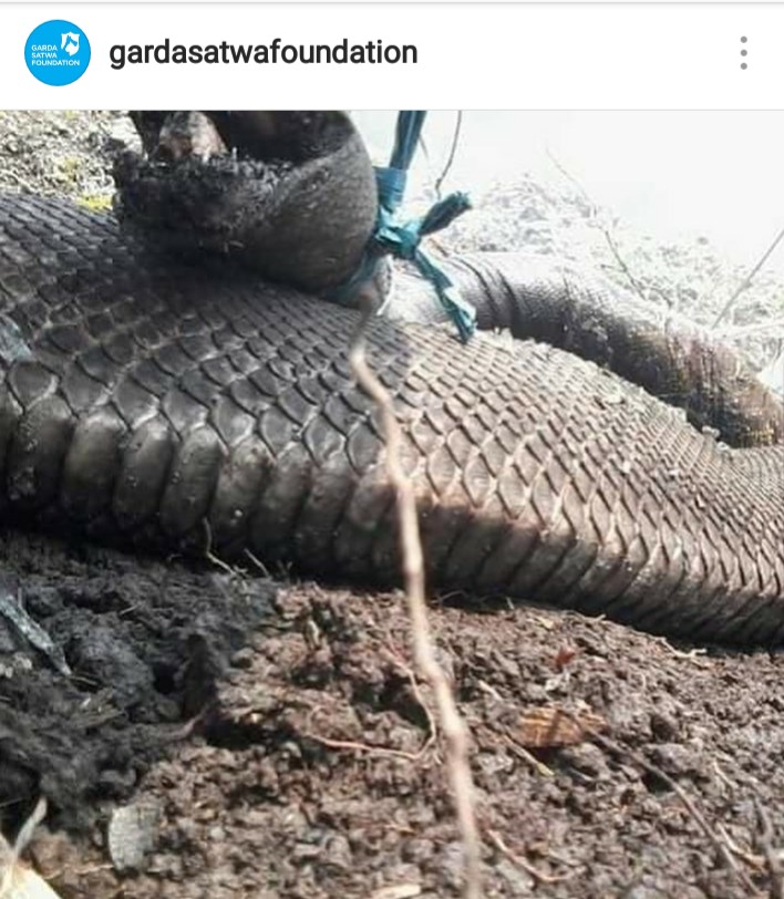 Tragis, 'Anaconda Indonesia' Ditemukan Mati di Areal Kebakaran Hutan 2
