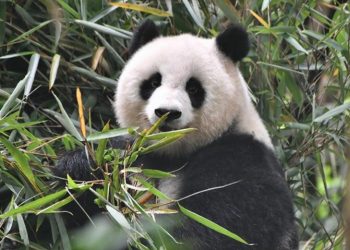 Tiongkok Protes Kematian Panda di Thailand