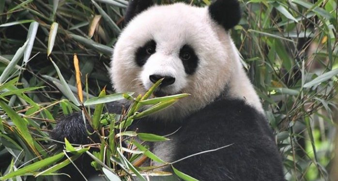 Tiongkok Protes Kematian Panda di Thailand