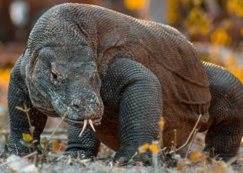 Status TN Komodo Tidak Pasti, Industri Pariwisata Kebingungan
