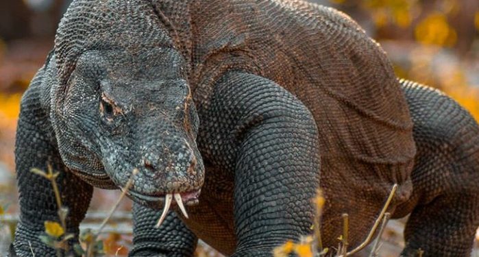 Status TN Komodo Tidak Pasti, Industri Pariwisata Kebingungan