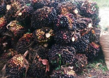 Indonesia Tunda Pungutan CPO dan Produk Turunannya