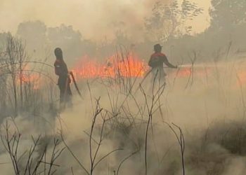 Perusahaan Malaysia dan Singapura Bakar Hutan Indonesia