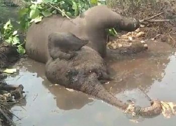 Tragis, Seekor Gajah Sumatera Ditemukan Mati di Kubangan
