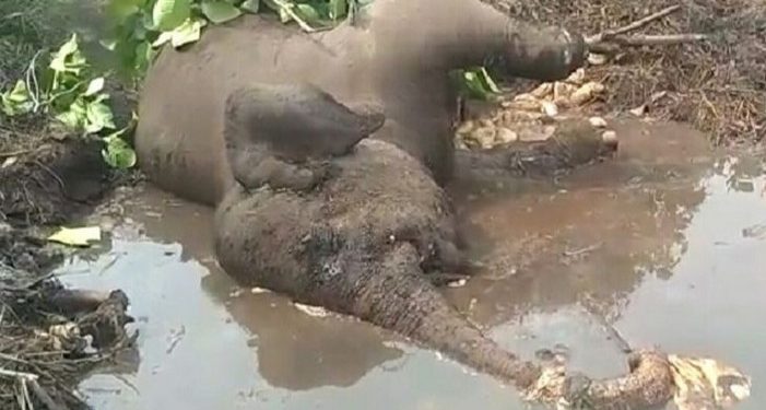 Tragis, Seekor Gajah Sumatera Ditemukan Mati di Kubangan