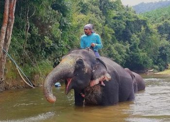 Jatuh di Air Terjun, Enam Gajah Mati di Thailand