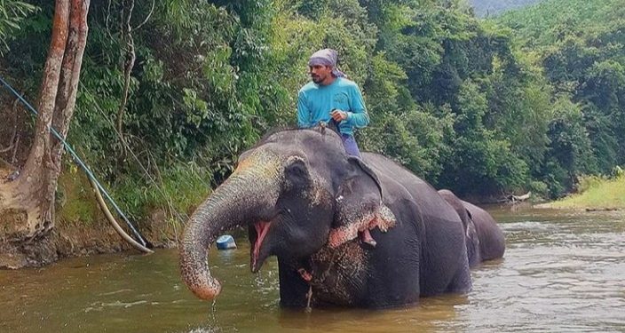 Jatuh di Air Terjun, Enam Gajah Mati di Thailand