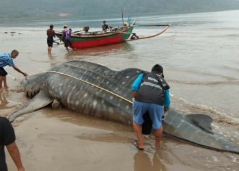 Hiu Paus Mati Terdampar di Pesisir Selatan, Sumatera